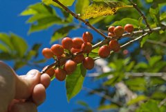 Introduction to boutique coffee-- the taste characteristics of Salvadoran coffee