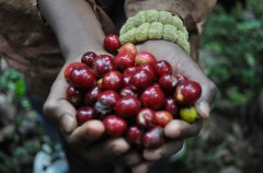 Ethiopian Coffee--Ethiopian Coffee