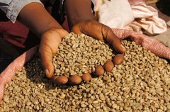 Ethiopian boutique coffee introduces Ethiopian boutique coffee to grow African Arabica coffee