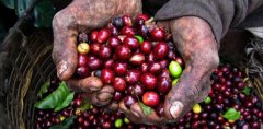 Indonesia Mantenin boutique coffee detailed introduction of Manning coffee taste Manning coffee characteristic man