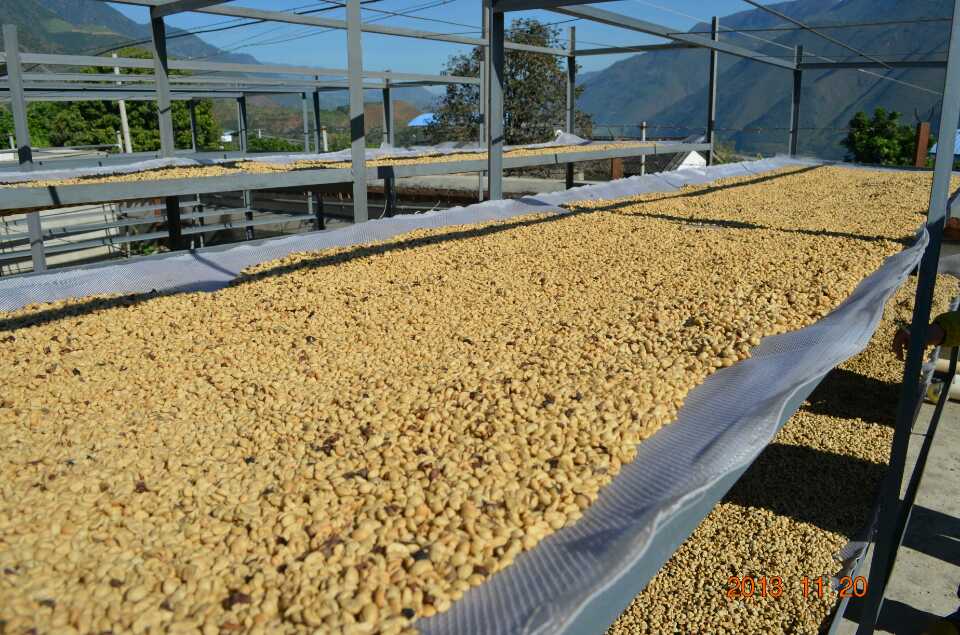 The treatment method of Raw Bean-- how to deal with Raw Bean in Brazilian half Sun