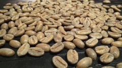 Introduction to Fine Coffee-- Coffee characteristics in Guatemala