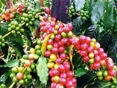 Introduction to boutique coffee beans-- the characteristics of Hawaiian Kona Fine Coffee