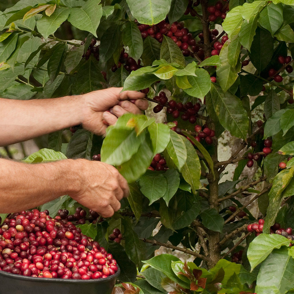 The origin of coffee beans the origin of coffee beans in Africa
