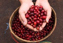 Introduction to boutique coffee beans-- A brief introduction to Blue Mountain Coffee