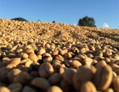 Introduction of African Fine Coffee-- introduction of Kenyan Fine Coffee beans Kenya Coffee
