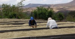 Introduction to Fine Coffee beans-- the characteristics of Yega Coffee Coffee