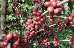 Introduction of the main coffee producing areas in the world: Costa Rica Saint Roman Coffee