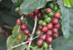 Introduction of Fine Coffee-- introduction of Yega Snow Coffee Coffee