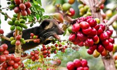 The most expensive Kopi Luwak price per pound exposure cat shit coffee bean price Kopi Luwak how much?