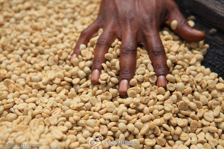 Costa Rica Tarazu St. Roman processing Plant Royal Coffee freshly roasted Black Coffee
