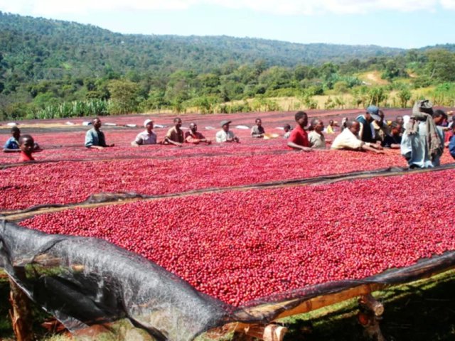 Fine coffee American coffee Santa Rita, Colombia imported high-quality washed coffee beans