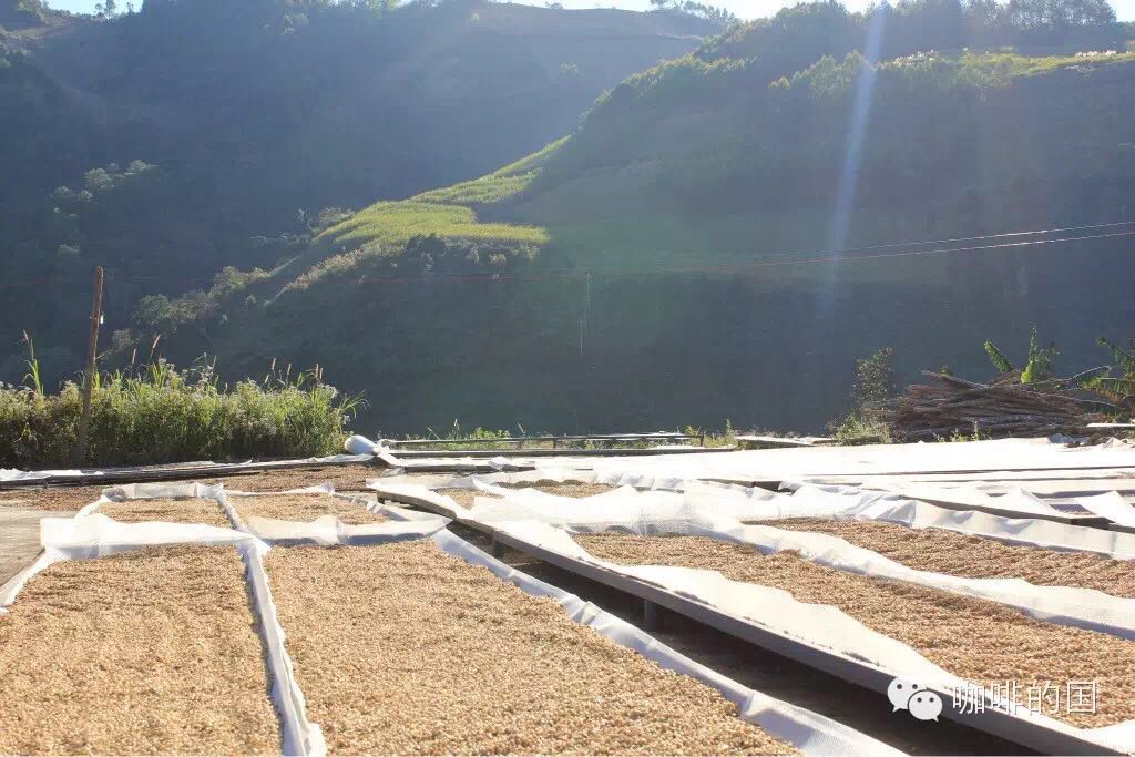 Ethiopia Yega Ficochel kochere washed G2 boutique coffee Yega snow coffee ripe beans