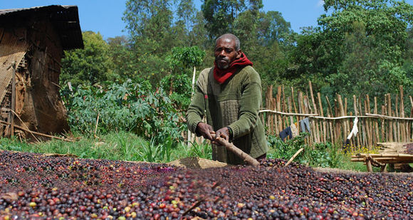 Fine American Coffee Guatemala New Oriental Region Guava Plain Manor Wine Fragrance Solarization SL28