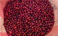Panamanian rose summer boutique coffee characteristics of rose summer coffee unique flavor rose coffee taste