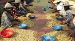 The processing steps of raw coffee beans the processing method of raw coffee beans