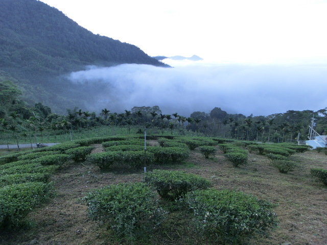 Indonesia Java Coffee Indonesia Manning Coffee China Coffee Network recommends boutique coffee