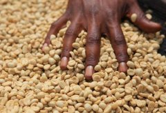 African Kenyan high-quality coffee beans introduce the taste characteristics of Kenyan boutique coffee Ethiopia