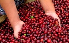Colombia boutique coffee estate introduces Colombia Huilan Lerusa Coffee Manor Colombia