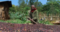 Introduction to Java quality Coffee in Indonesia the taste characteristics of Java boutique coffee