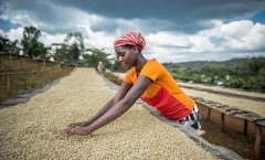 Introduction to Fine Coffee-- Yega Chefe aristocratic Coffee from Ethiopia