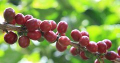 Kenya Coffee Kenya Coffee is a unique and wonderful coffee with fruit flavor