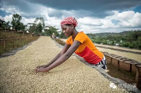 How to make a good cup of coffee recommended Salvador Manor micro-batch washing Pacamara boutique