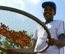 Introduction of Costa Rican boutique coffee Costa Rican boutique coffee taste Costa Rica