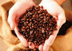 The main producing area of Peruvian coffee is the secret of taste and flavor of Peruvian coffee.