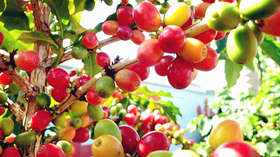 Asia China Fine Coffee Bean Origin Indonesia Bali Coffee Fine