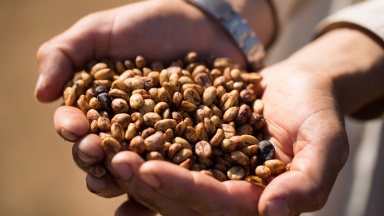 Costa Rican Coffee Development History Costa Rican Coffee Origin Costa Rican Tarazu Diamond