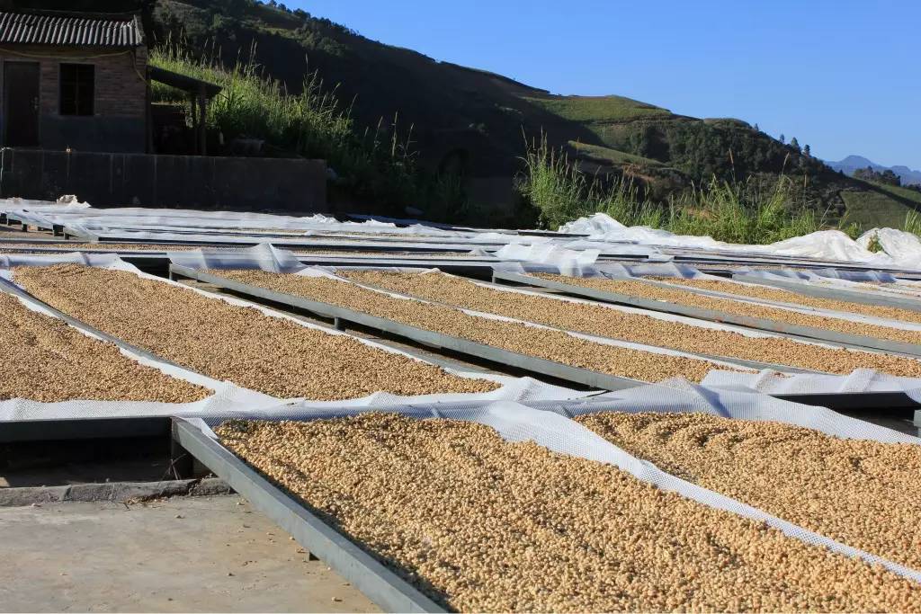 How to buy Coffee beans China Coffee Network recommends Ethiopia's Sidamo Sun treatment Lion King
