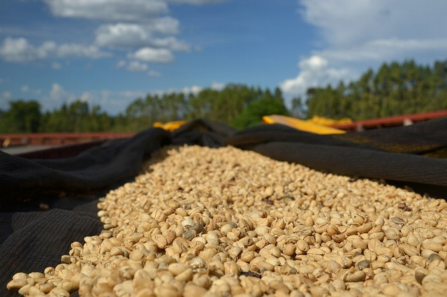 Famous Ethiopian coffee, famous African beans, Ethiopian Sidamo sun-treated lions.