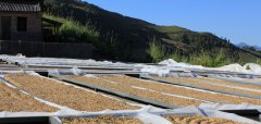Ireta Coffee Manor in Panama introduces the origin of high quality Panamanian coffee bean boutique coffee.