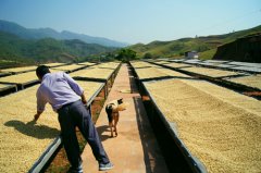 Introduction to the origin of coffee in America-- Peruvian boutique coffee Peruvian coffee taste Peruvian coffee