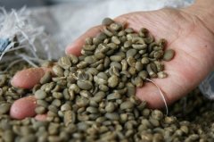 Introduction of Costa Rican Fine Coffee Flavor characteristics of Costa Rican Coffee