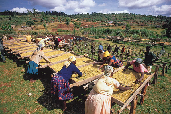 Kenyan Coffee Kenya kenya Coffee Manor Kenyan Coffee varieties Kenyan Coffee growing area