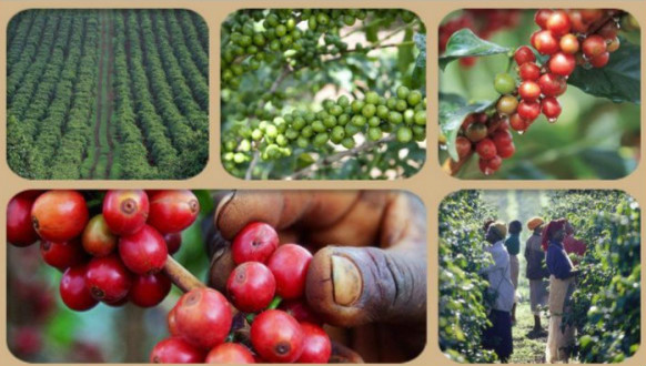 Kenya coffee treatment method Kenya coffee grade classification Kenya coffee taste suitable for iced coffee drink