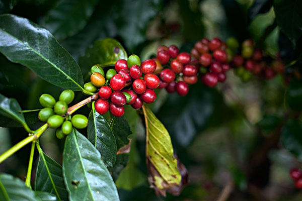 Boutique Coffee training course Pacamara Manor in El Salvador Micro-batch washing Pacamara