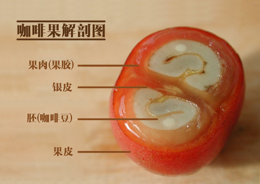 18 pieces of cold knowledge about coffee eleven ways to identify coffee