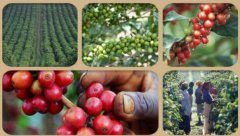 Ethiopian Coffee Conger Cooperative Ethiopia Yejia Sheffield Conger Cooperative
