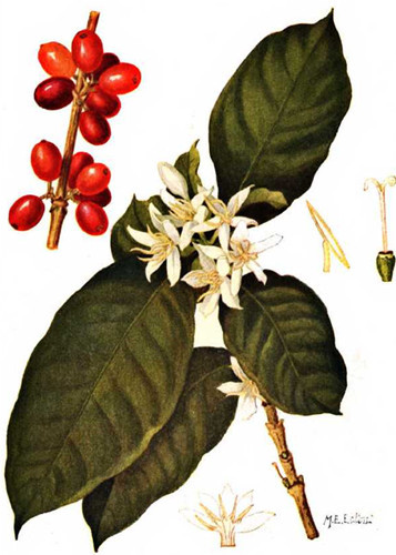 What are the conditions for growing coffee trees? Coffee is a perennial of Rubiaceae.