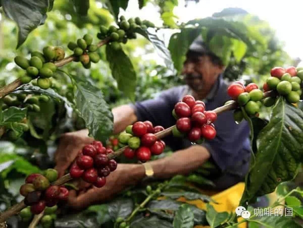 How to buy boutique coffee beans? Lover's Manor Panamanian Champion Manor Rose washed coffee beans in summer water
