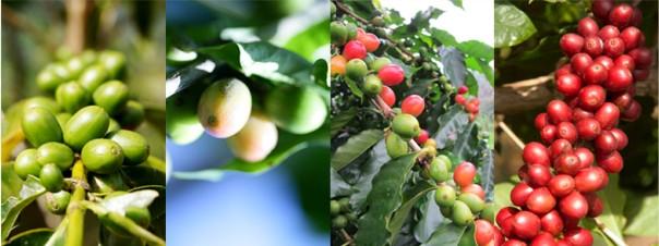 African Coffee Fine Coffee should be recommended for washing Bourbon at the Musiui treatment Plant in the western province of Rwanda
