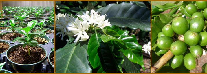 African coffee boutique manor South Africa's coffee trees are derived from Kenyan fruits like coffee from Central America.
