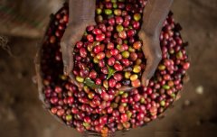 The coffee flavor of Sidamo, Ethiopia is very diverse. Guji Guji Shakiso Shakisso producing area