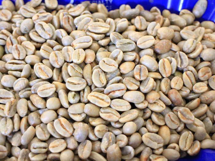 El Salvador Ataisi Manor Pacamara Micro batch 2015 Wholesale Price of imported High quality washed Raw Bean