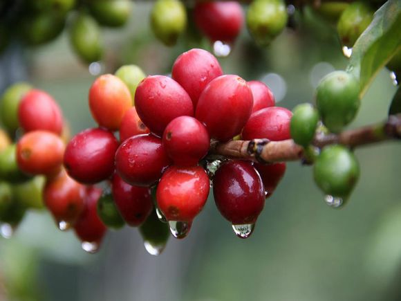 Coffee bean seed price how much coffee bean planting coffee bean price seed coffee raw bean sun plus snow