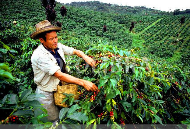 Where do cafes usually buy coffee beans? Panamanian Boquette boquete Rosa content 30% Qiu
