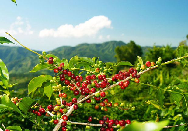 Where can I buy cheap coffee or coffee beans? Guatemala Coffee Bean Roast Latitha Manor